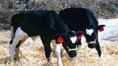 64 calves stolen from a farm overnight. Officials are investigating