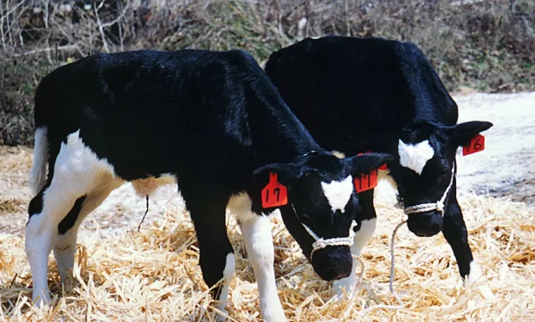 64 calves stolen from a farm overnight. Officials are investigating