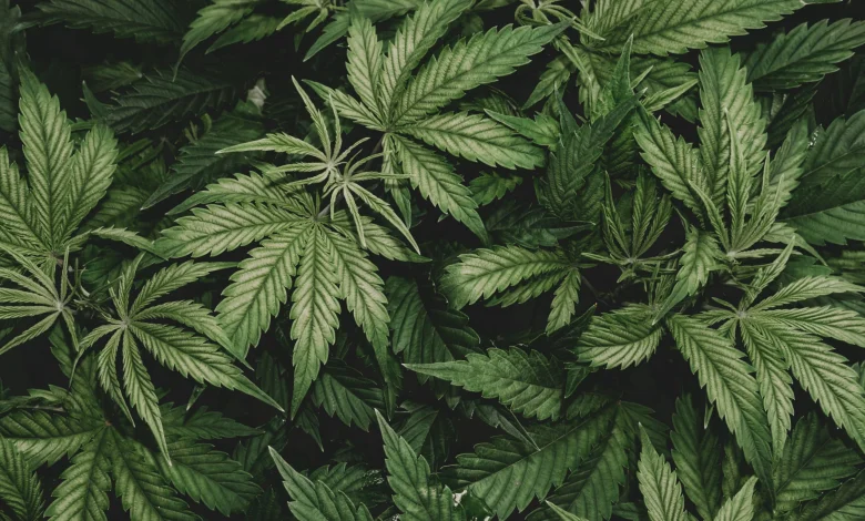A Hemp-based Plastic Offers a Greener Alternative to Plastic Packaging