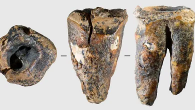A Neanderthal molar tooth may reveal ancient dentistry practices : NPR