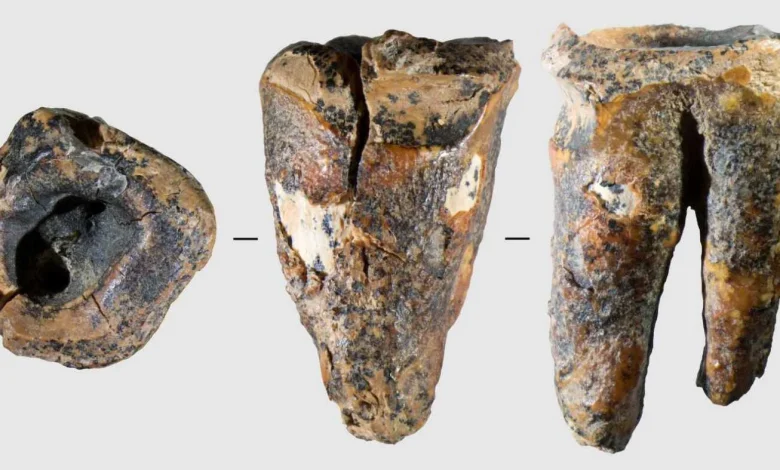 A Neanderthal molar tooth may reveal ancient dentistry practices : NPR