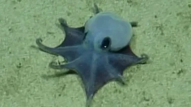 A New Species of Tiny Octopus Was Discovered in the Galápagos Islands