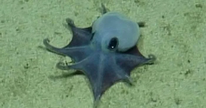 A New Species of Tiny Octopus Was Discovered in the Galápagos Islands