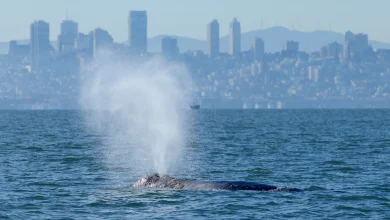 AI-powered whale-spotting tech may help save San Francisco Bay’s gray whales