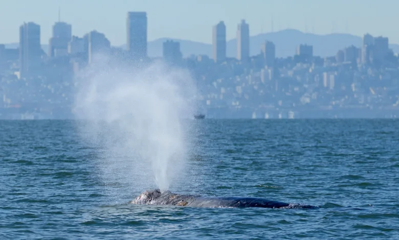 AI-powered whale-spotting tech may help save San Francisco Bay’s gray whales