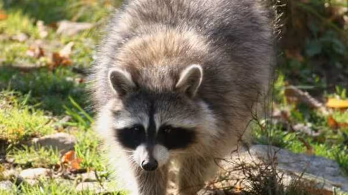 Alerte en Montérégie: un raton laveur atteint de la rage découvert à Saint-Jean-sur-Richelieu