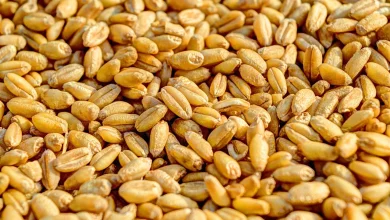 Angola vai adquirir 342 mil sacos de fertilizantes e sementes para camponeses