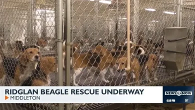 Animal welfare groups purchase 1,500 beagles from Ridglan Farms