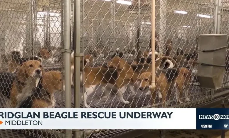 Animal welfare groups purchase 1,500 beagles from Ridglan Farms