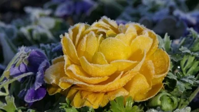 Another chill brings southern Ontario a rare, mid-May frost threat