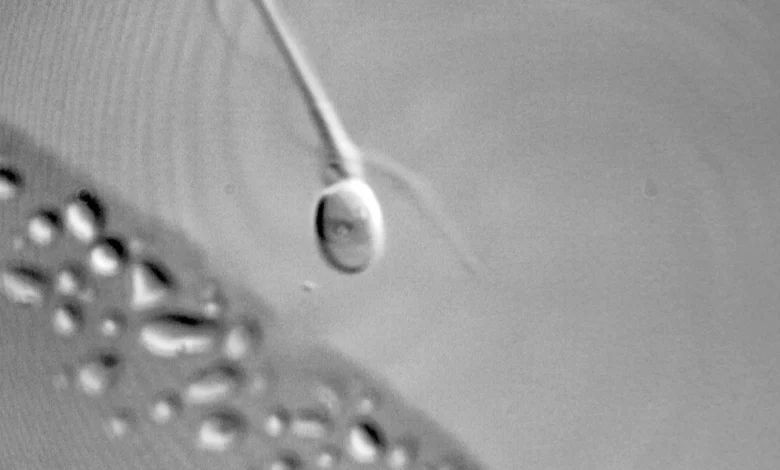 Anti-Aging Millionaire Announces He Has Split Back Into Sperm And Egg