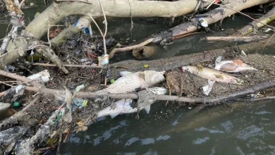 Atlanta metro downpour leads to massive fish kill on the Chattahoochee River