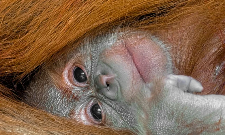 BABY BULLETIN: Hesty’s Baby is Here!