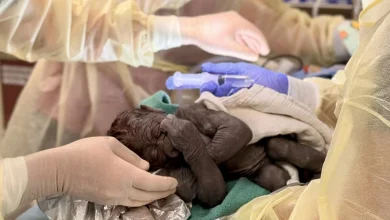 Baby gorilla born via rare C-section at Washington state zoo