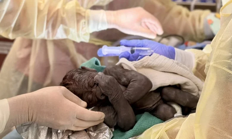 Baby gorilla born via rare C-section at Washington state zoo