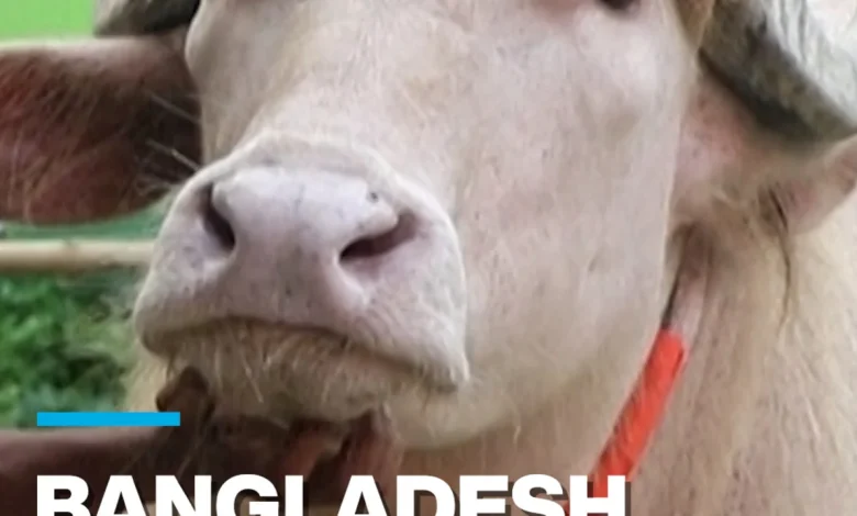Bangladesh: "Donald Trump" albino buffalo becomes social media star