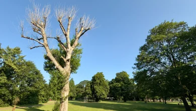 Bank Holiday Nottinghamshire weather as temperatures hit 33˚C