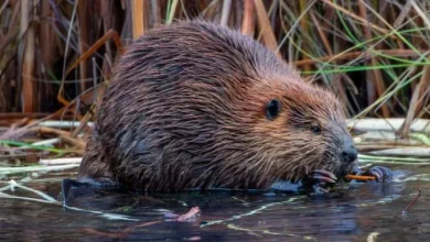 Beaver that bit ‘several people’ in New Jersey tests positive for rabies - National