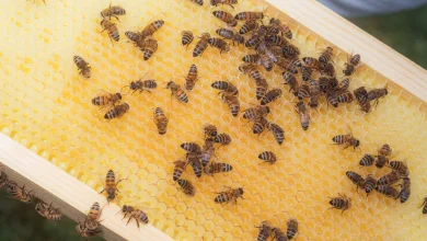 Bees have coexisted with us for over a millennium. Their name remains a mystery