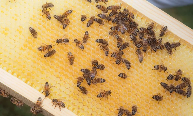 Bees have coexisted with us for over a millennium. Their name remains a mystery