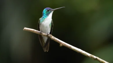 Birding paradise flourishes in Colombian region that was once a war zone