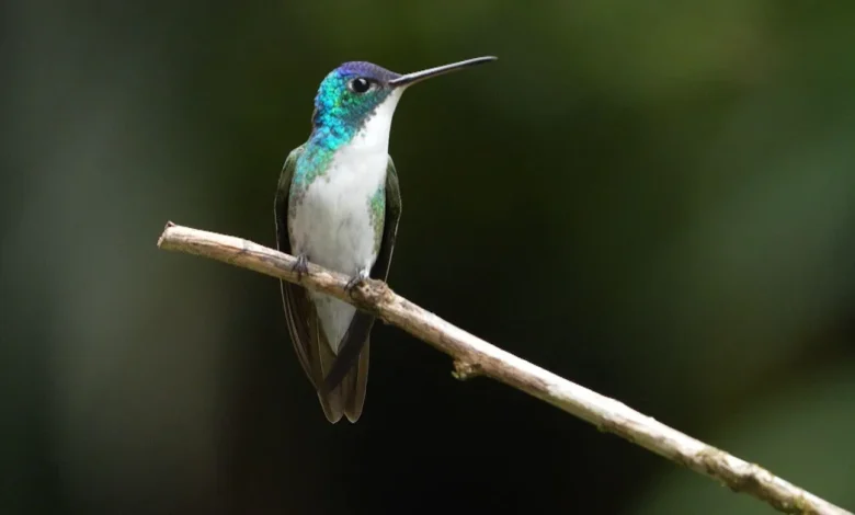 Birding paradise flourishes in Colombian region that was once a war zone