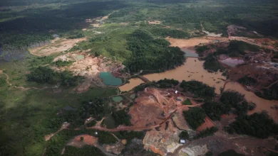Brazilian government commits $617.5M to Amazon ecological investment