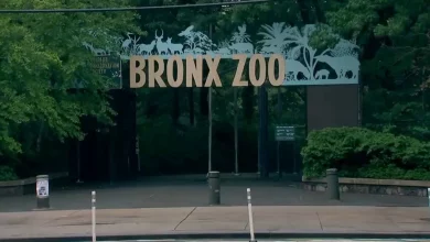 Bronx Zoo worker taken to hospital after being 'nipped' by crocodile