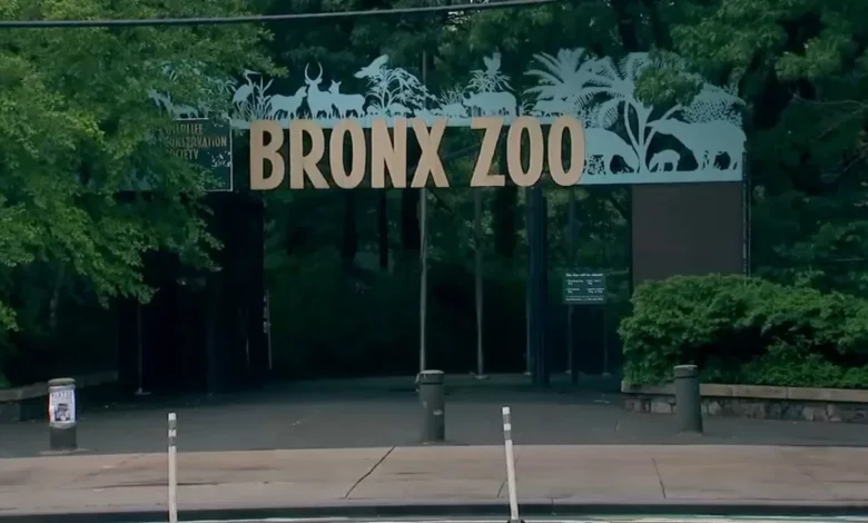 Bronx Zoo worker taken to hospital after being 'nipped' by crocodile