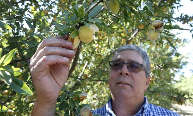 California farmers must destroy 420,000 peach trees after Del Monte closes its canneries and cancels more than $550 million in long-term contracts