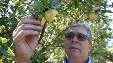 California farmers will destroy 420,000 peach trees after Del Monte closes canning facilities