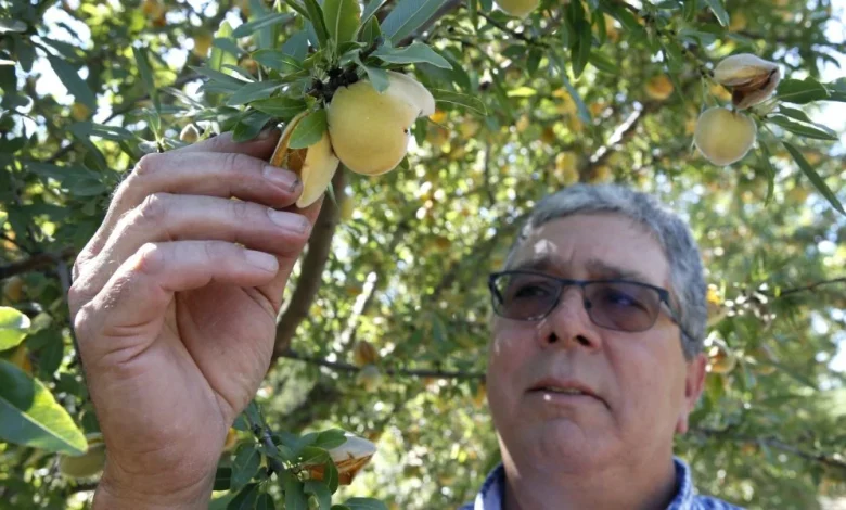 California farmers will destroy 420,000 peach trees after Del Monte closes canning facilities