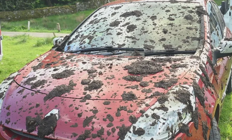 Cars covered in manure after parking on Lake District farmer's field