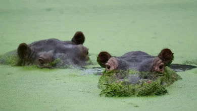 Colombia's rogue hippos could find refuge in India