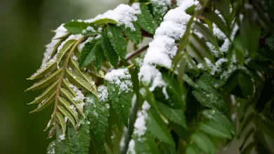 Colorado snowstorm intensifies, forecast snowfall totals increase