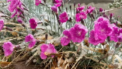 Colorado spring storm produces hail. Snow, rain in forecast this week