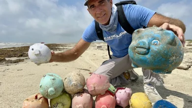 Colorful Sea Pigs mysterious visitors to Texas Coast