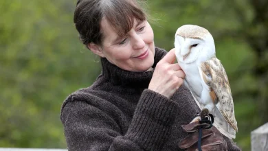 Concerns that county's owl population could pay the price of bypass