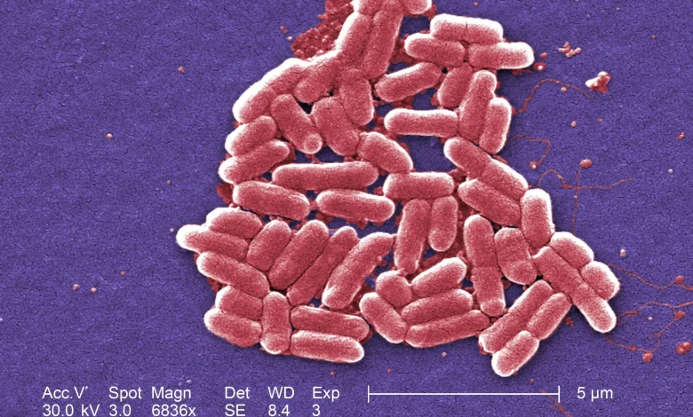 County Reports Two Local Cases in Statewide Kebab Shop E.Coli Outbreak  | News