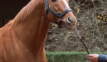 Curlin Perseveres to Sire First Kentucky Derby Winner