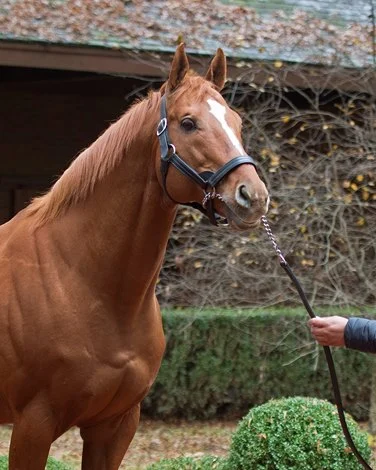 Curlin Perseveres to Sire First Kentucky Derby Winner