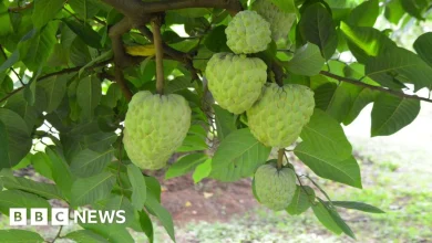 Custard apples: The crop that thrives in the toughest conditions
