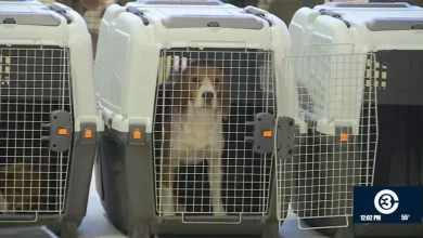 Dane County Humane Society welcomes beagles from Ridglan Farms