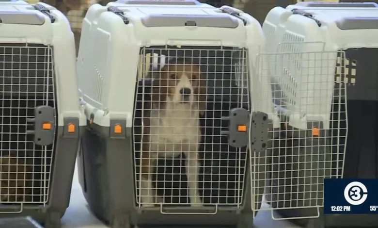Dane County Humane Society welcomes beagles from Ridglan Farms
