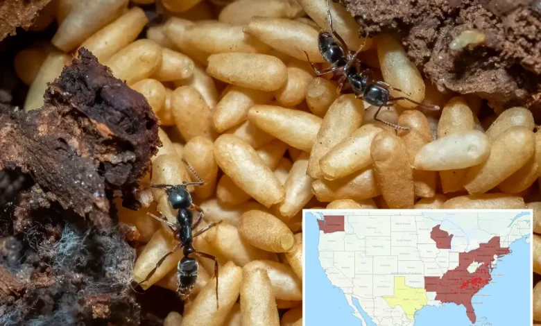Deadly invasive insect causing ‘acute pain’ invades US — prompting safety officials warning: ‘Be aware’