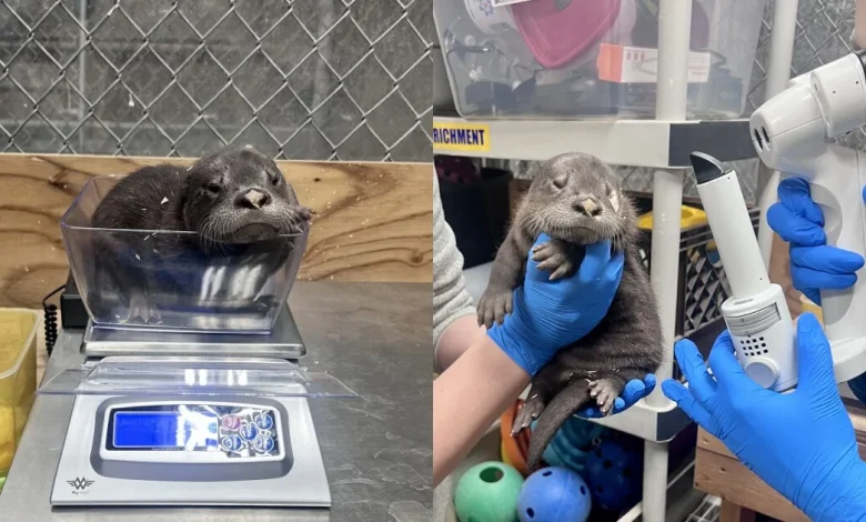 Detroit Zoo said 3 otter pups are female & 'developing at a healthy rate'