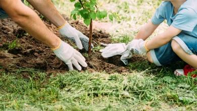 Distribution de plantes et de compost à Mascouche