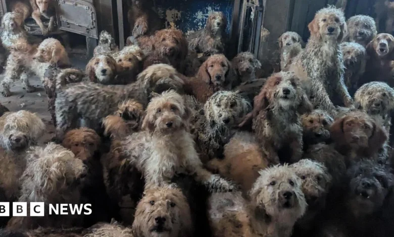 Dog found in cramped room thriving in new home in Leicester