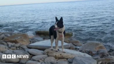 Dog remarkably survives 120ft fall, says coastguard