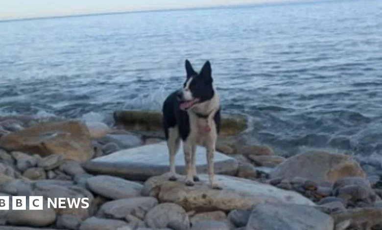 Dog remarkably survives 120ft fall, says coastguard